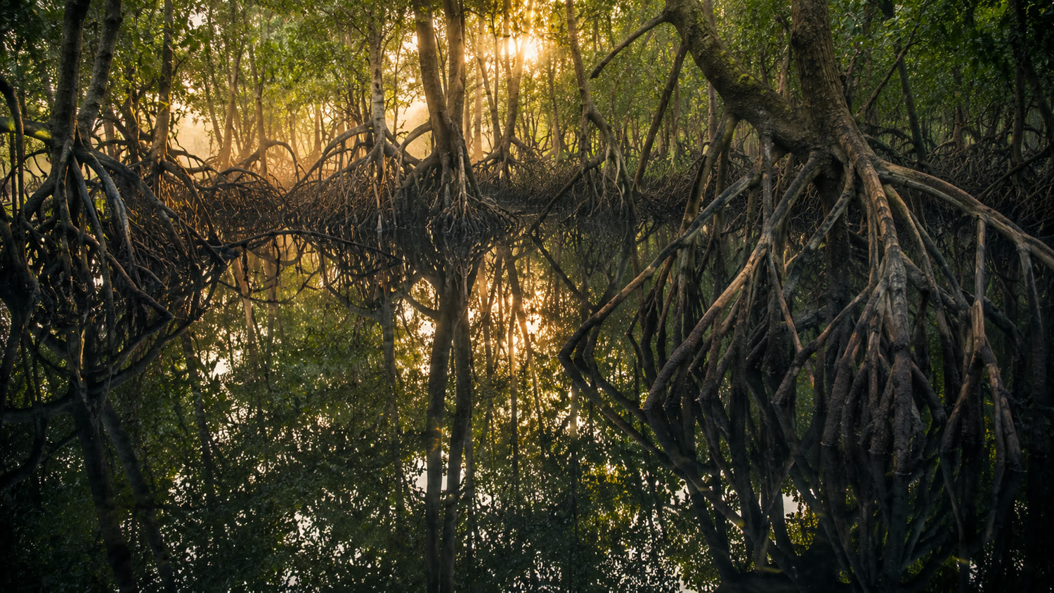 Racines de mangrove entrelacées : l'interdépendance comme force